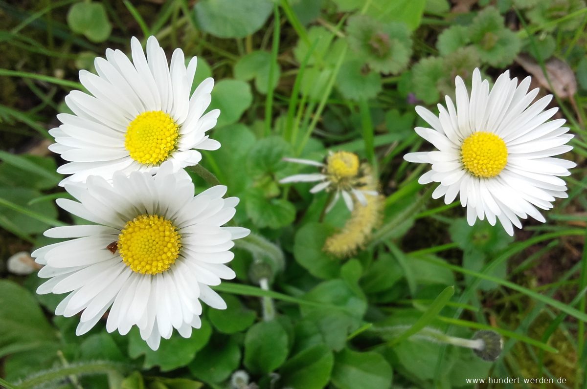 Weniger ist mehr: To kondo or not to kondo (Magic Cleaning)